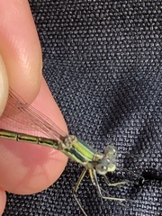 Lestes unguiculatus