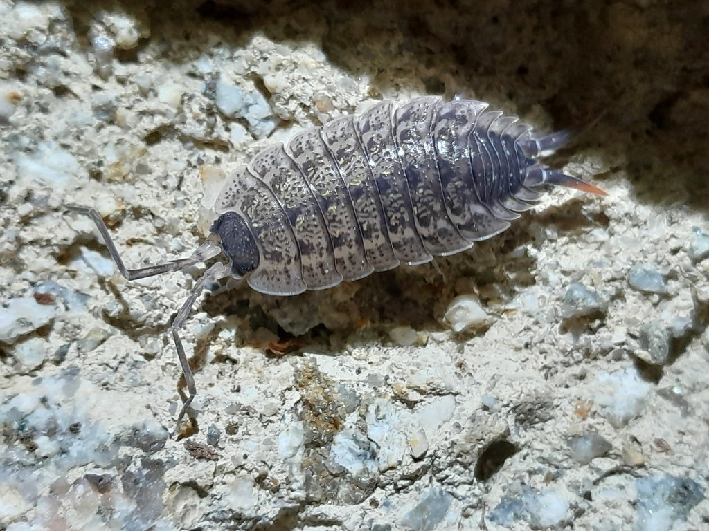 Porcellio monticola