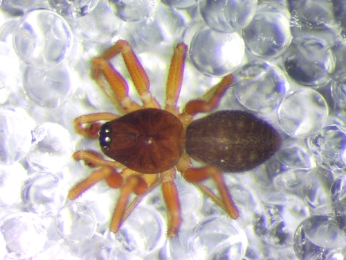Oedothorax champêtre