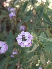 Lantana achyranthifolia