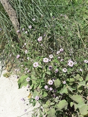 Lantana achyranthifolia