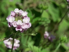 Lantana achyranthifolia