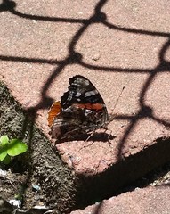 Vanessa atalanta