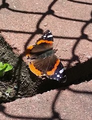Vanessa atalanta