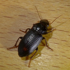 Harpalus calceatus