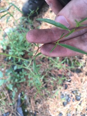 Epilobium leptocarpum