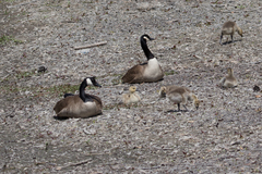 Branta canadensis