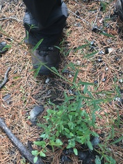 Epilobium leptocarpum
