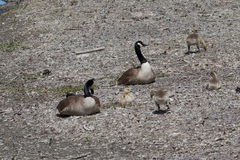 Branta canadensis