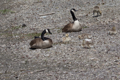 Branta canadensis