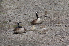 Branta canadensis