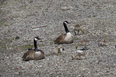 Branta canadensis