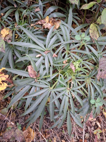 Helleborus foetidus