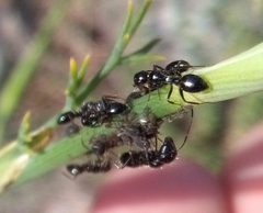Camponotus piceus