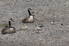 Branta canadensis