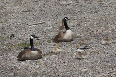 Branta canadensis