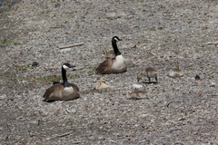 Branta canadensis