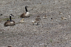 Branta canadensis