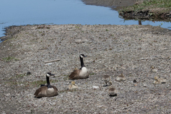 Branta canadensis