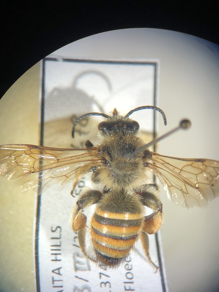 Nomia theryi