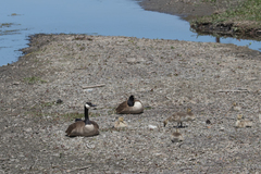 Branta canadensis