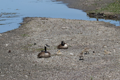 Branta canadensis