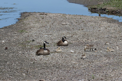 Branta canadensis
