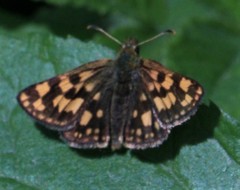 Carterocephalus skada
