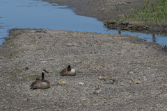 Branta canadensis