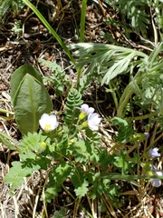 Polemonium pulcherrimum delicatum