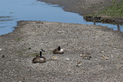 Branta canadensis