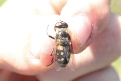 Sericomyia lata