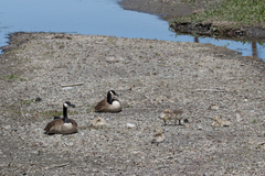 Branta canadensis