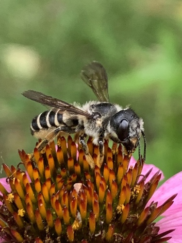 Megachile pugnata pomonae