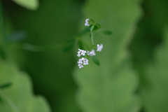 Galium