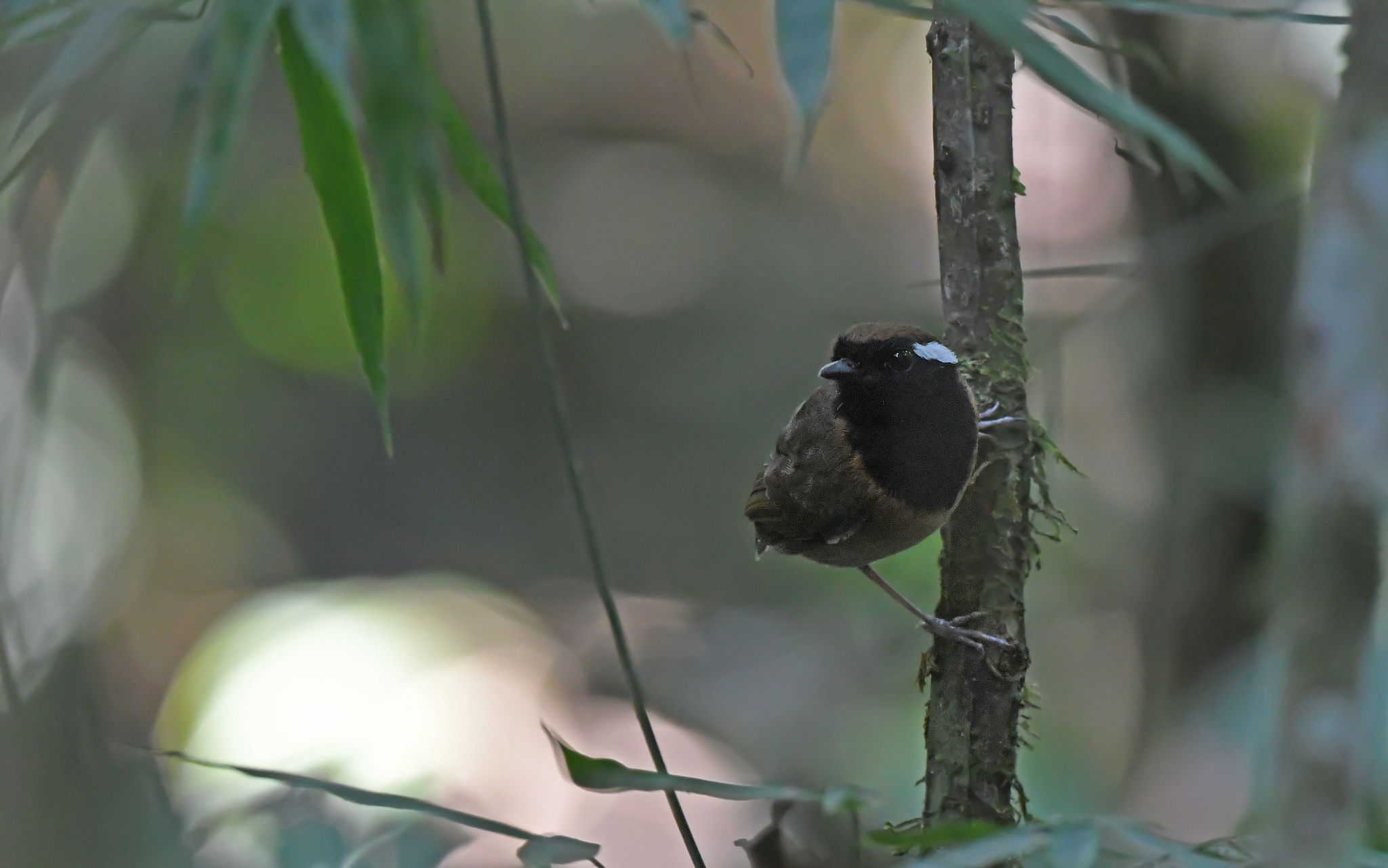Black-breasted Gnateater (Conopophaga snethlageae), photo 2