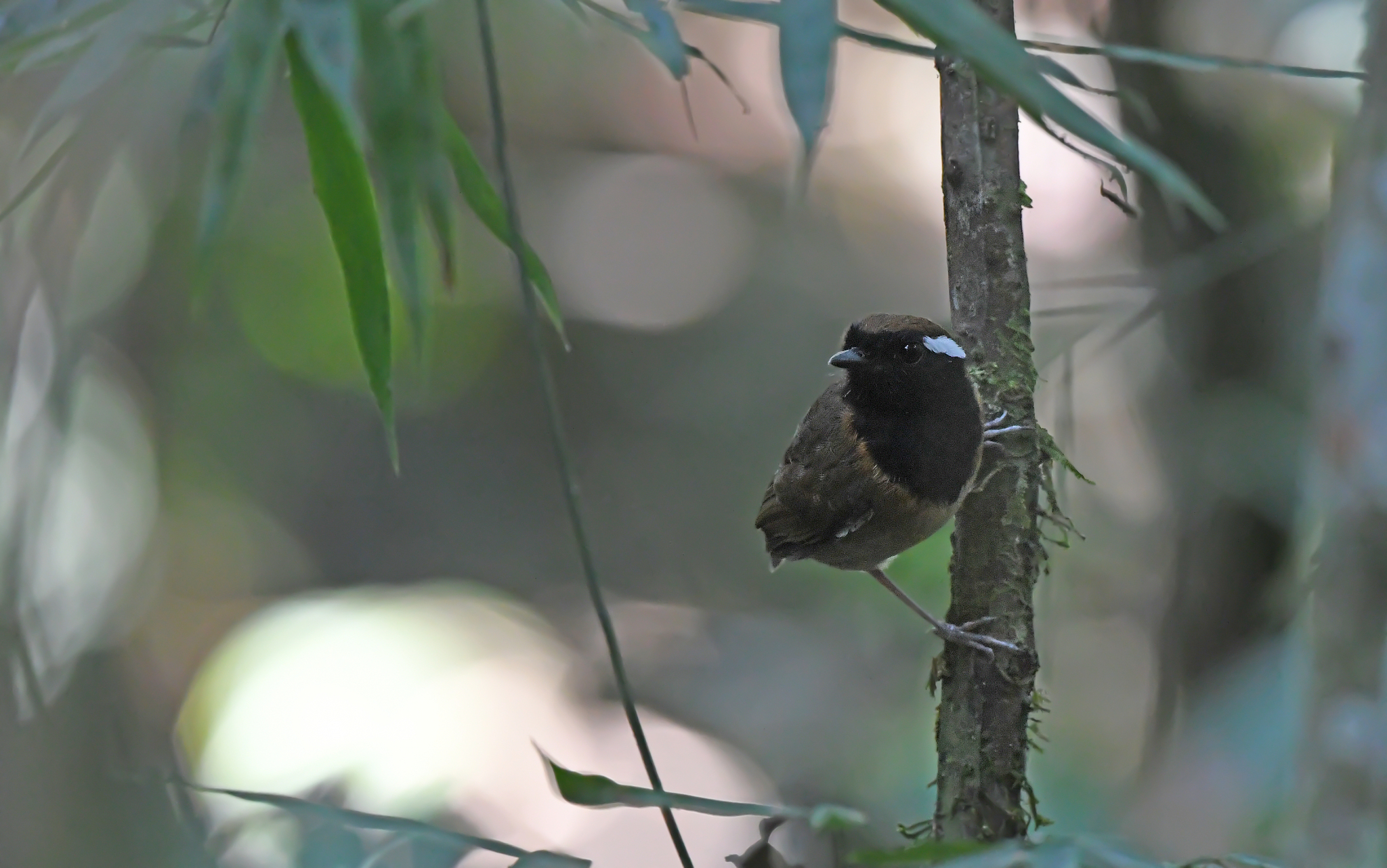Black-breasted Gnateater (Conopophaga snethlageae), photo 3