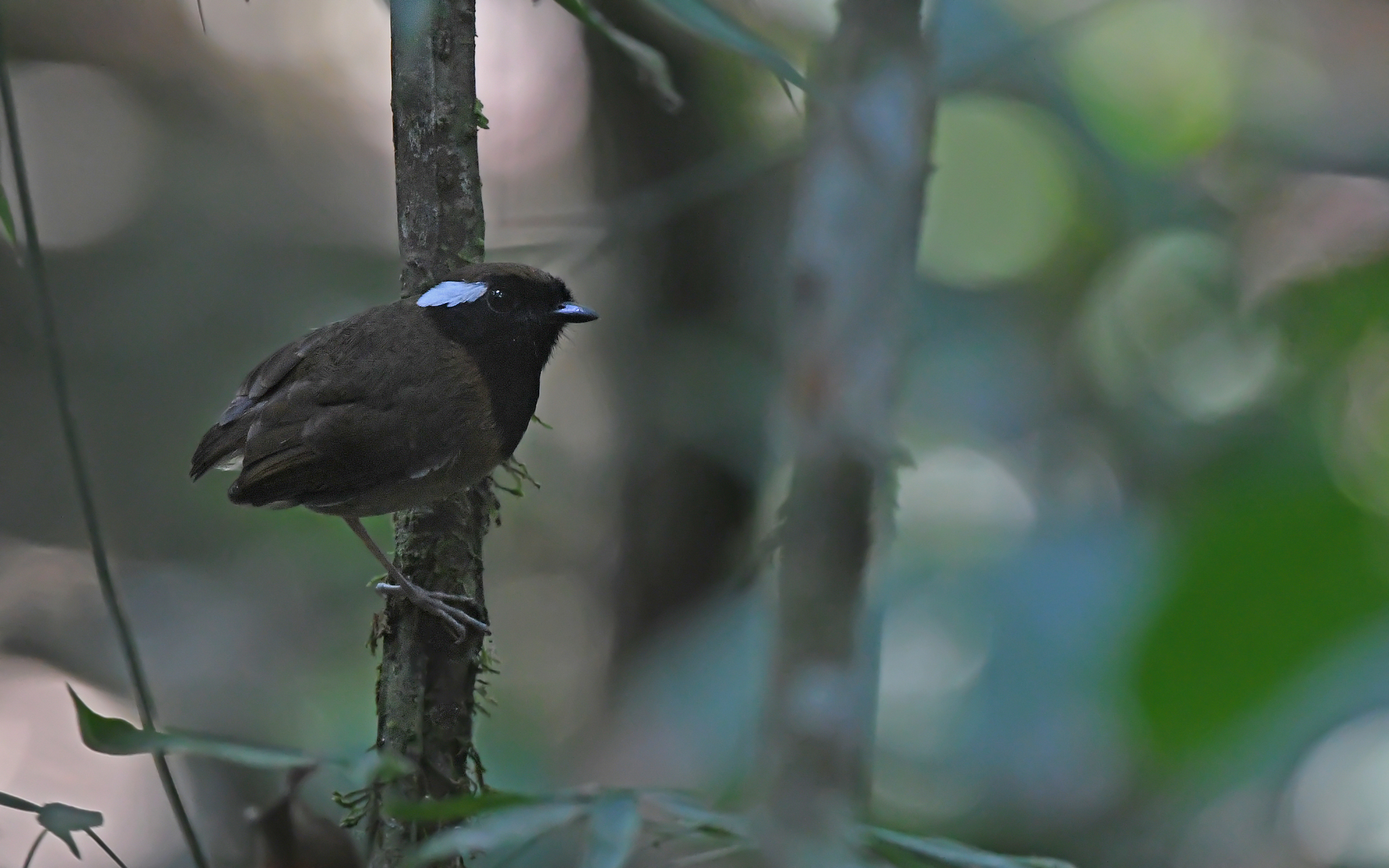 Black-breasted Gnateater (Conopophaga snethlageae), photo 5