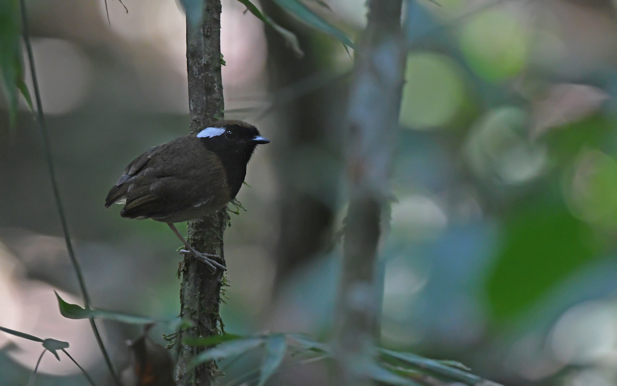 Black-breasted Gnateater (Conopophaga snethlageae), photo 4