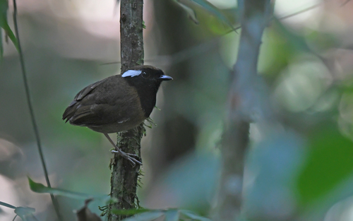 Black-breasted Gnateater (Conopophaga snethlageae)