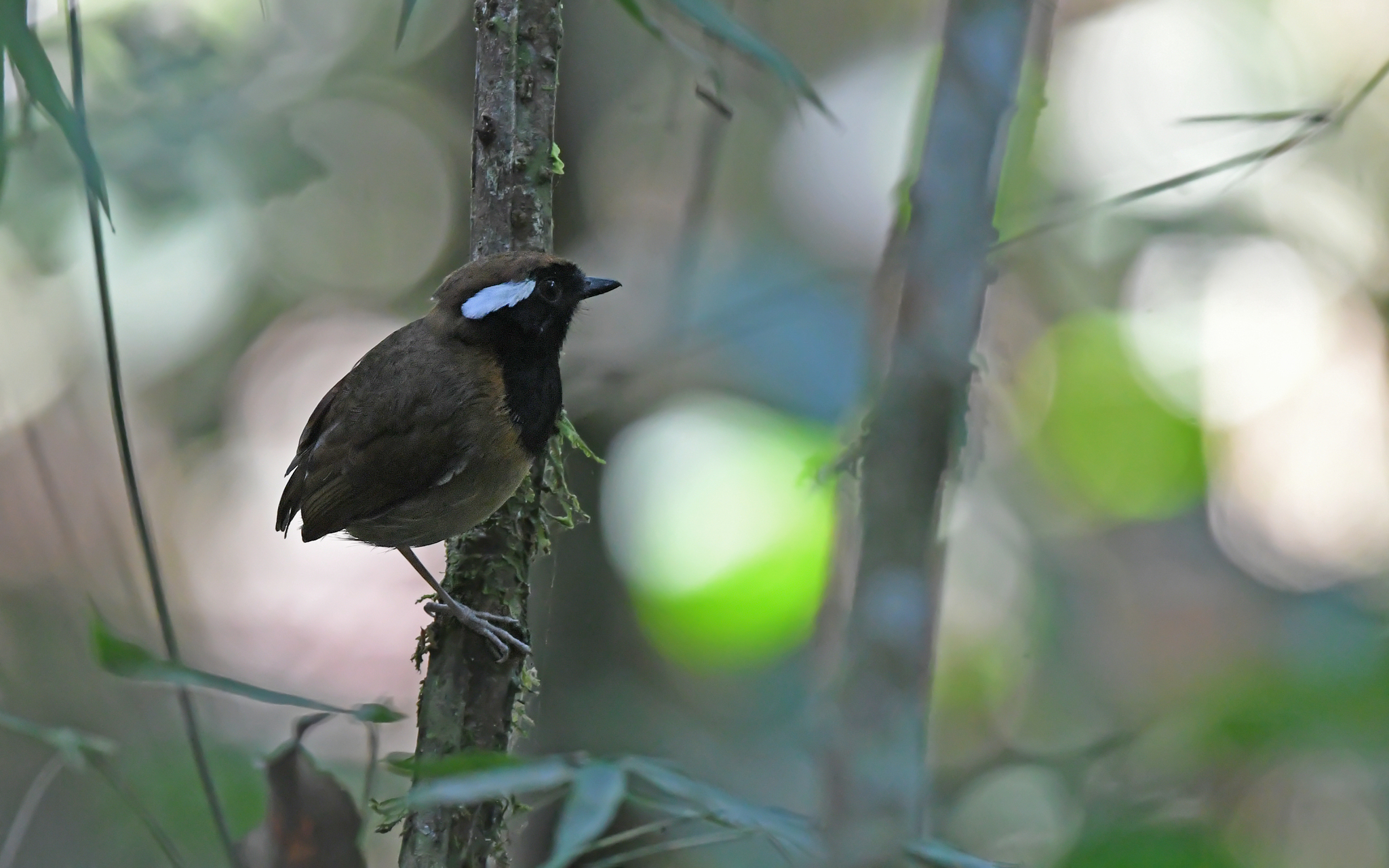 Black-breasted Gnateater (Conopophaga snethlageae), photo 8