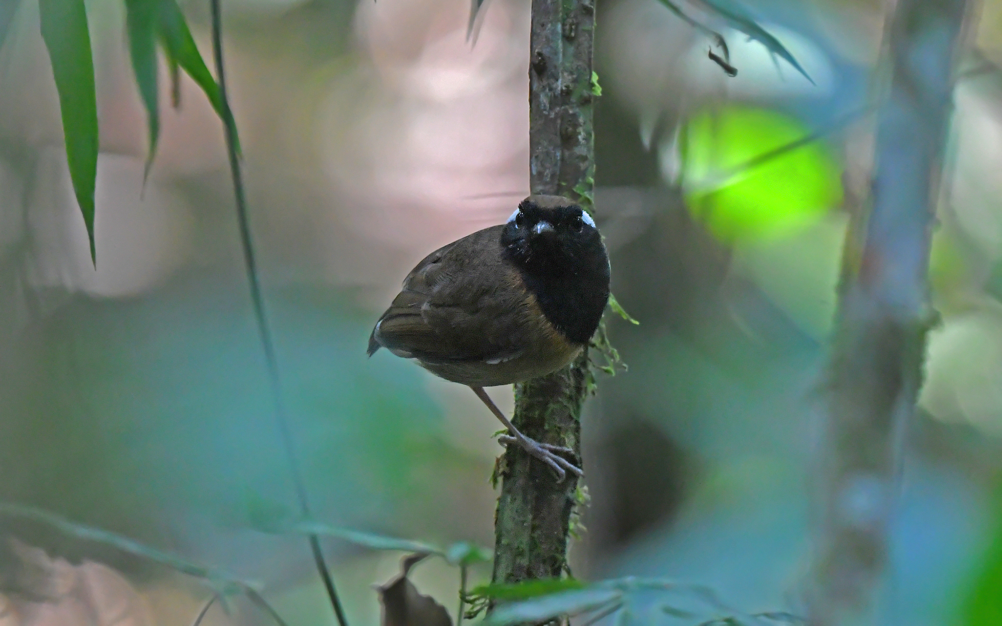 Black-breasted Gnateater (Conopophaga snethlageae), photo 7