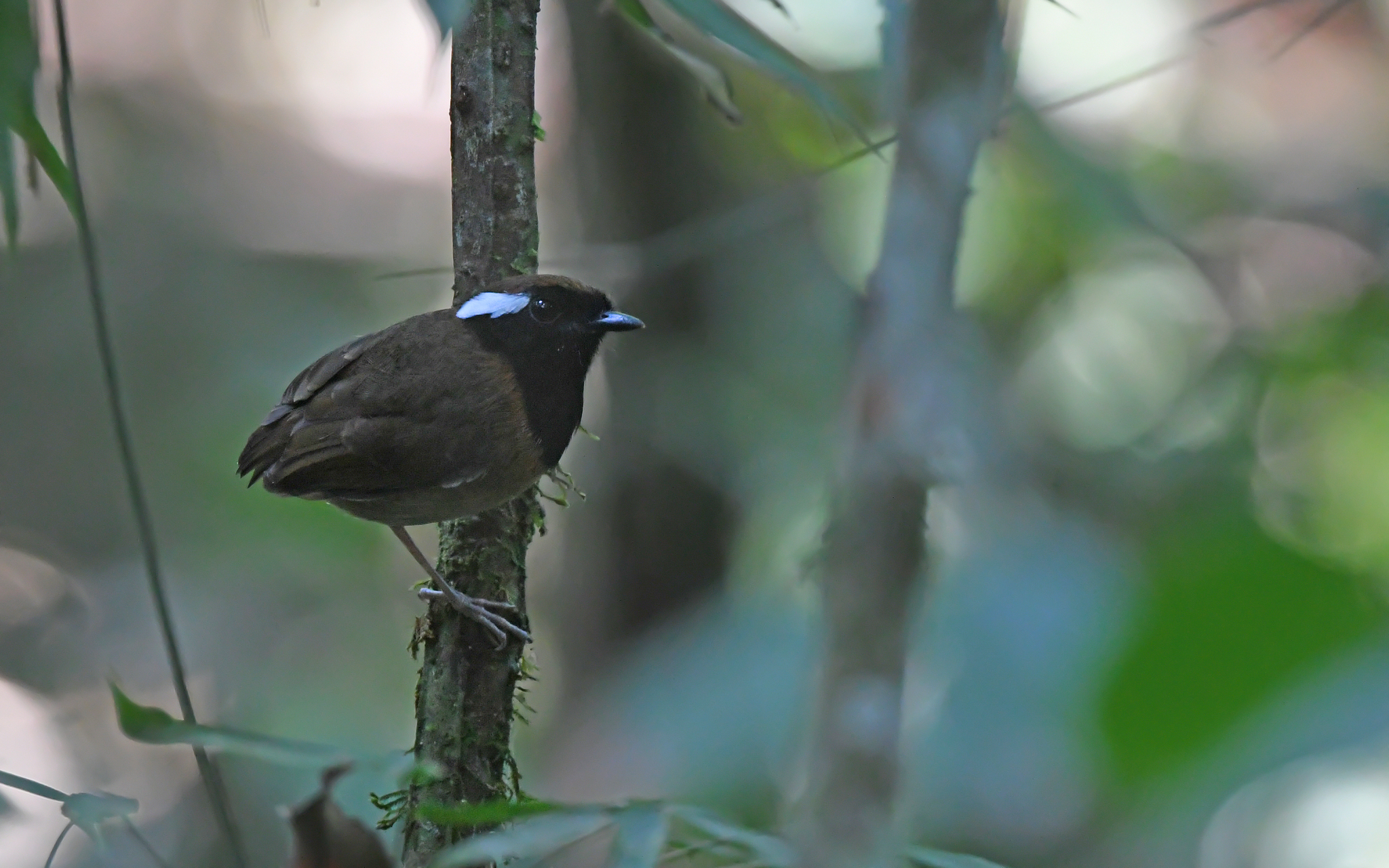 Black-breasted Gnateater (Conopophaga snethlageae), photo 6