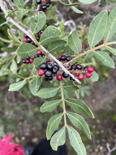 Mastixstrauch