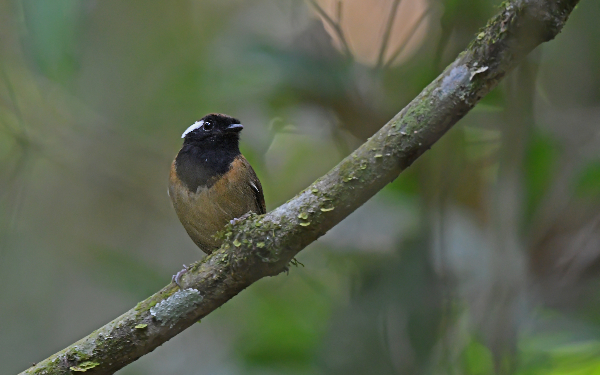 Black-breasted Gnateater (Conopophaga snethlageae), photo 10