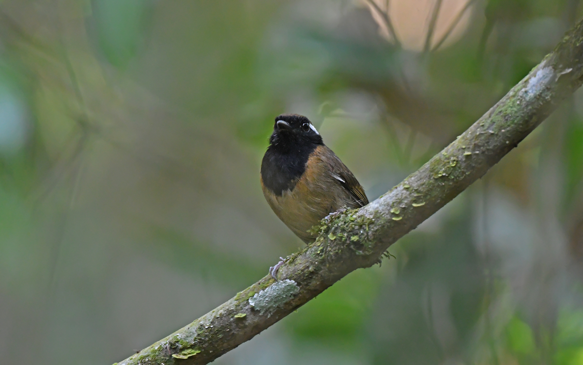 Black-breasted Gnateater (Conopophaga snethlageae), photo 9