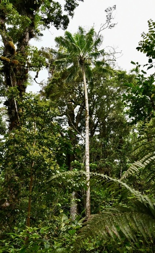 Ravenea moorei, photo 20