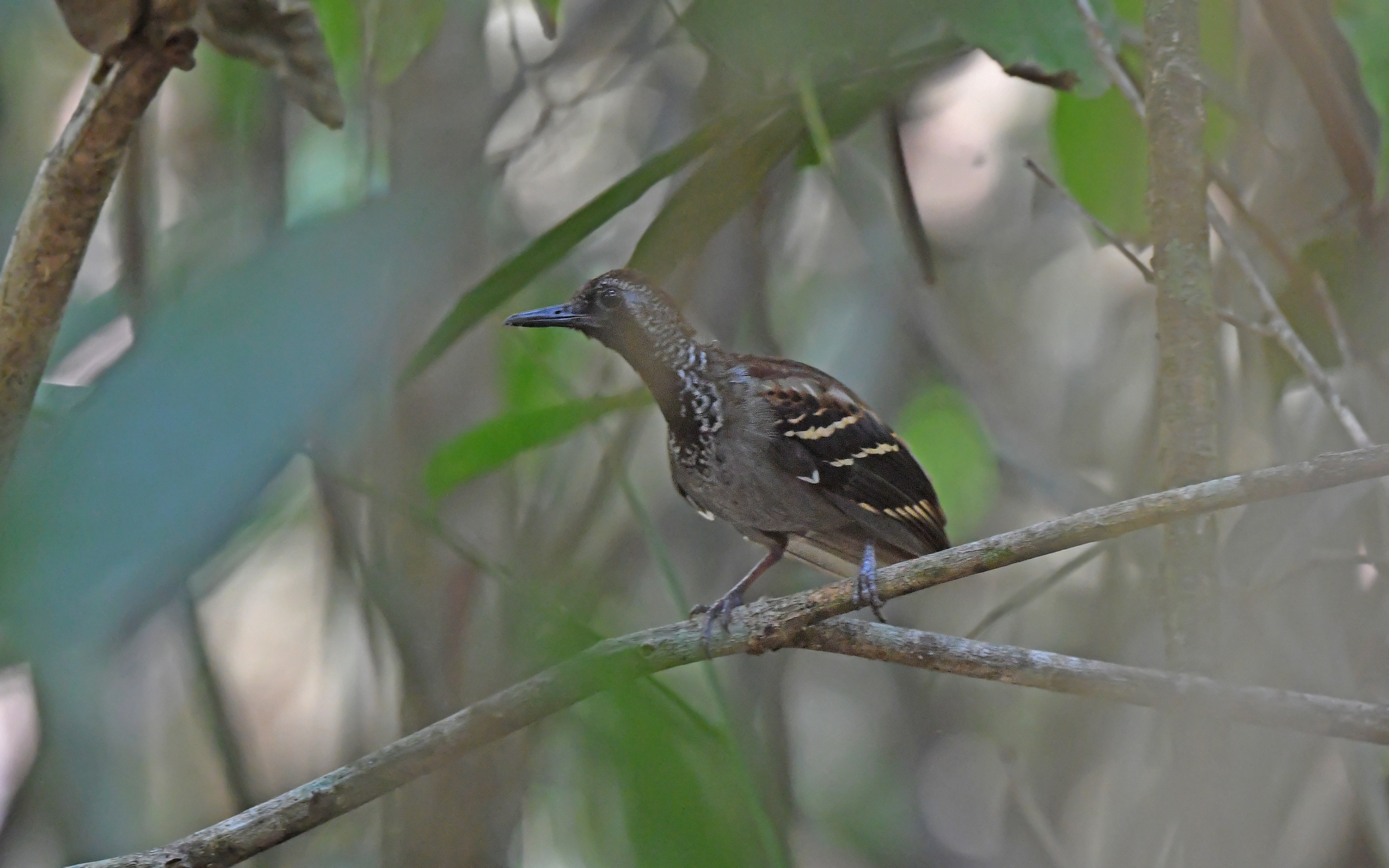 Wing-banded Antbird (Myrmornis torquata), photo 2