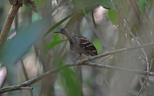 Wing-banded Antbird (Myrmornis torquata), photo 9