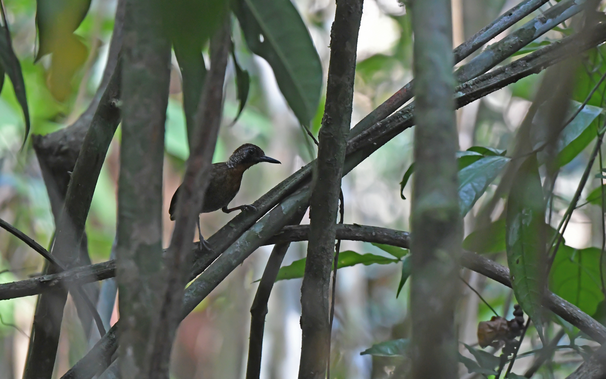 Wing-banded Antbird (Myrmornis torquata), photo 7